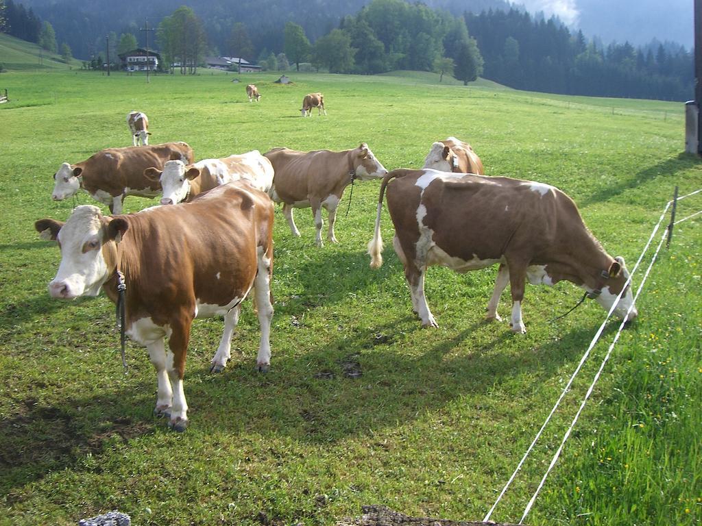 Vorderstockerhof Séjour à la ferme St. Johann in Tirol